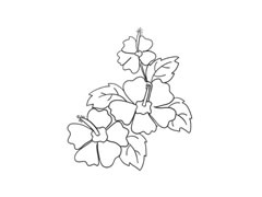 木槿花简笔画法步骤图示