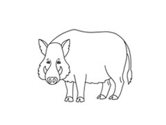 野猪简笔画分步绘制