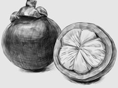 山竹素描画法步骤图示