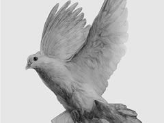 鸽子素描画法步骤图示