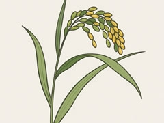 水稻简笔画