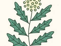 艾草简笔画